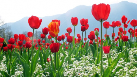 T'RUIH T'NGAY 15/8/2021