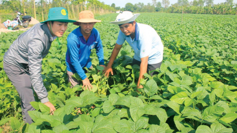 Sóc Trăng: Rơơm dưr liêm tợơ tơơm a tuông nành rau đhị zr’lụ a tao Cù Lao Dung