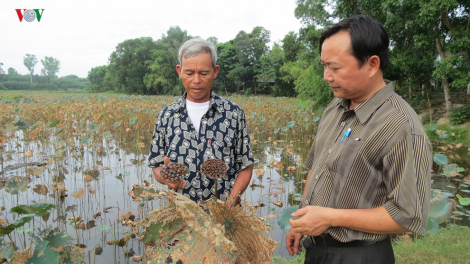 Thừa Thiên Huế: Sen răng xrắh bấc lơi