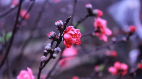 T'RUIH T'NGAY 3 TẾT (14-2-2021)