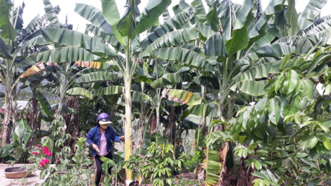 Lê Thị Mỹ - muy cha nắc pân đil bhrơ cha choom