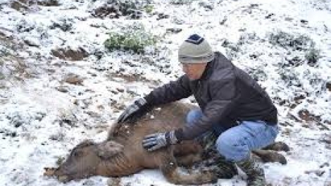 Coz phính miền Việt Nam nhây lầy tzình páo dung thứ 3 hoi 26.1.2016