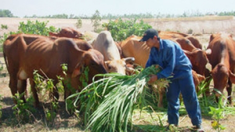 Ông Cuốc tzấu nhản hênz