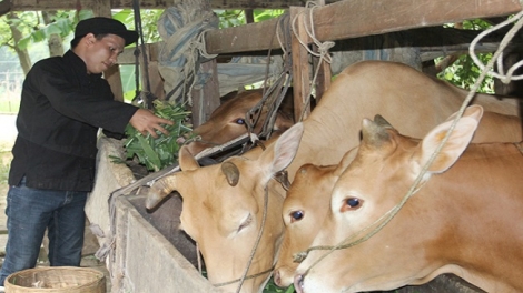 Làn hầu xanh phính pẹ mìu miền tzấu pút tzòi ziêm láng tzông