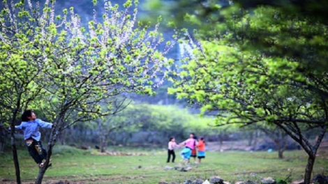 Phai paz nhây phiến