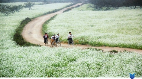 Phai paz nhây phiến