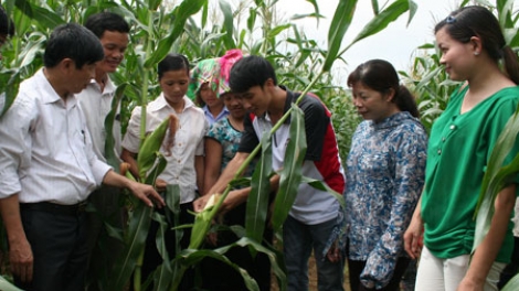 Pến ây can khoa học kỹ thuật xiang