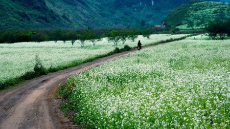 Phai paz nhây phiến