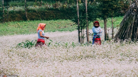 Phai paz nhây phiến