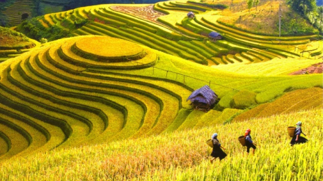 Phai paz nhây phiến