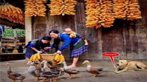 Coz phính miền Việt Nam nhây lầy tzình páo dung thứ 6 hoi 9.2.2018