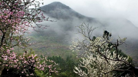 Phai paz nhây phiến