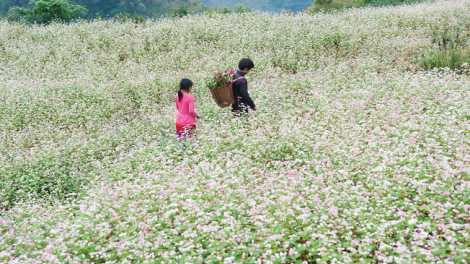 Phai paz nhây phiến