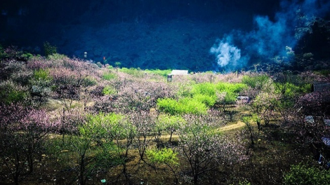 Phai paz nhây phiến