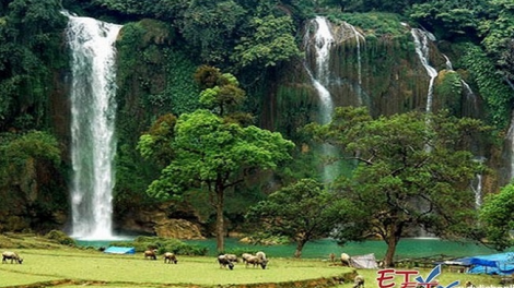 Phai paz nhây phiến