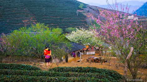 Phai paz nhây phiến