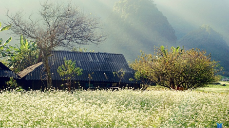 Phai paz nhây phiến