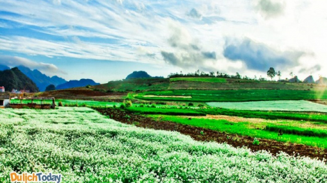 Phai paz nhây phiến