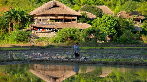 Phai paz nhây phiến