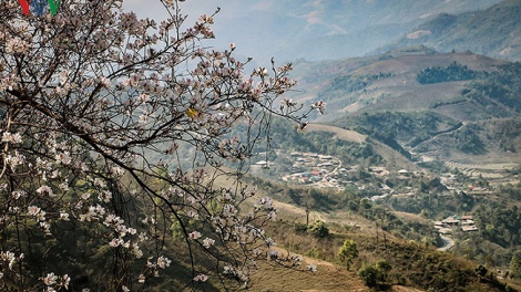 Phai paz nhây phiến