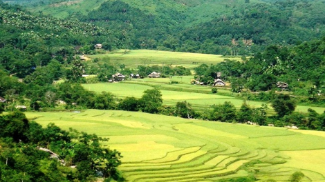 Phai paz nhây phiến