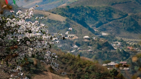 Phai paz nhây phiến