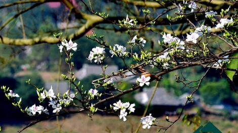 Phai paz nhây phiến