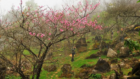 Phai paz nhây phiến