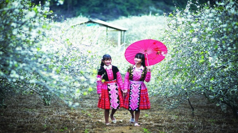 Phai paz nhây phiến