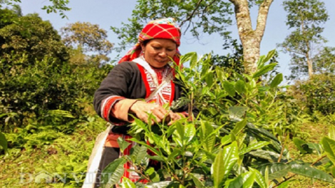 Lầy tzình páo dung chủ nhật hoi 10/3/2019