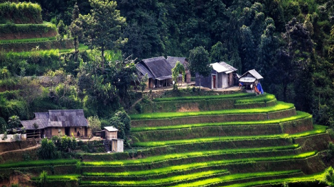 Phai paz nhây phiến