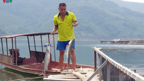 Phai paz nhây phiến