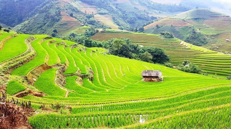 Phai paz nhây phiến
