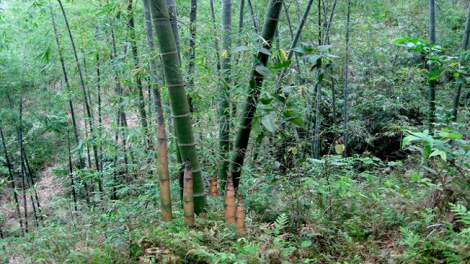 Kỹ thuật haoz