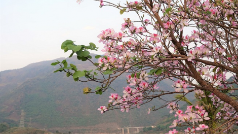 Phai paz nhây phiến