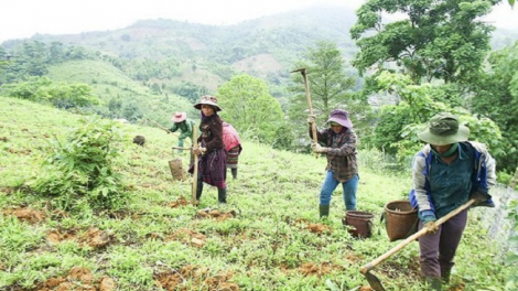 Quầy tỉnh 132 tzấu coz cồng tềnh hạ láng, pun đao ziêm,  đao tzấu nhản (số 17)​