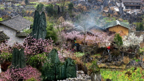 Phai paz nhây phiến