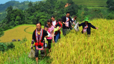 Phai paz nhây phiến