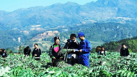 Phai paz nhây phiến