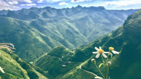 Phai paz nhây phiến