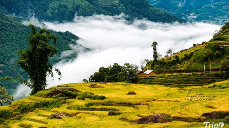 Phai paz nhây phiến