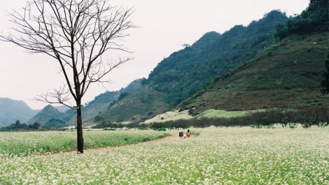 Phai paz nhây phiến