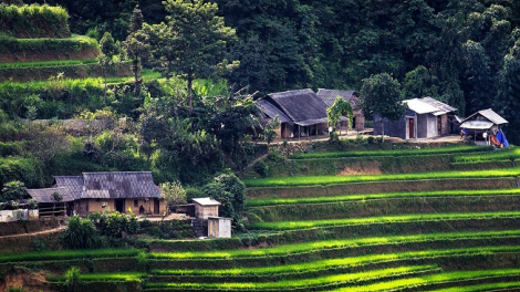 Phai paz nhây phiến