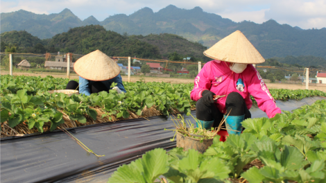 Pháo Mộc Châu liều diảo vỉnh dâu tây Maburu Farm