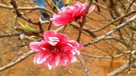 Phai paz nhây phiến