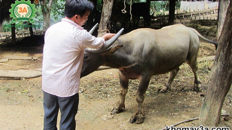 Tênhz pêz bùng tăngz chuônzg pun miền , cành tzuống kếu tào xanh