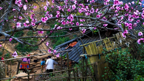 Phai paz nhây phiến