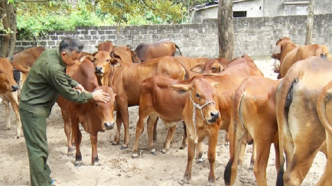 Chà đảng bùng, tăngz pẻnh vuôn ziêm thóng lùng zuaz pun quàn tào xanh​