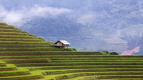 Phai paz nhây phiến