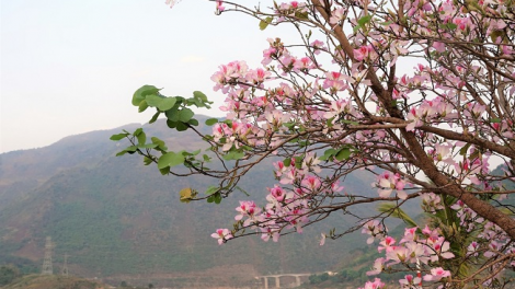 Phai paz nhây phiến